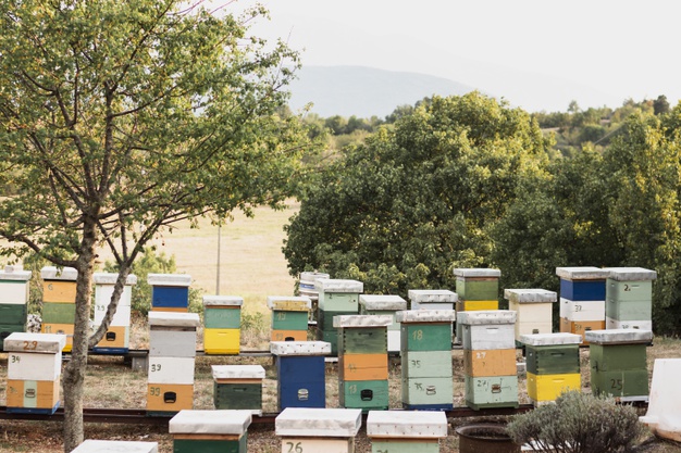 Quels sont les bienfaits des ruches au jardin potager ?
