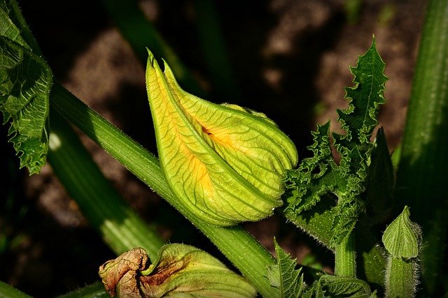 Comment préparer sa terre pour accueillir des courgettes ?