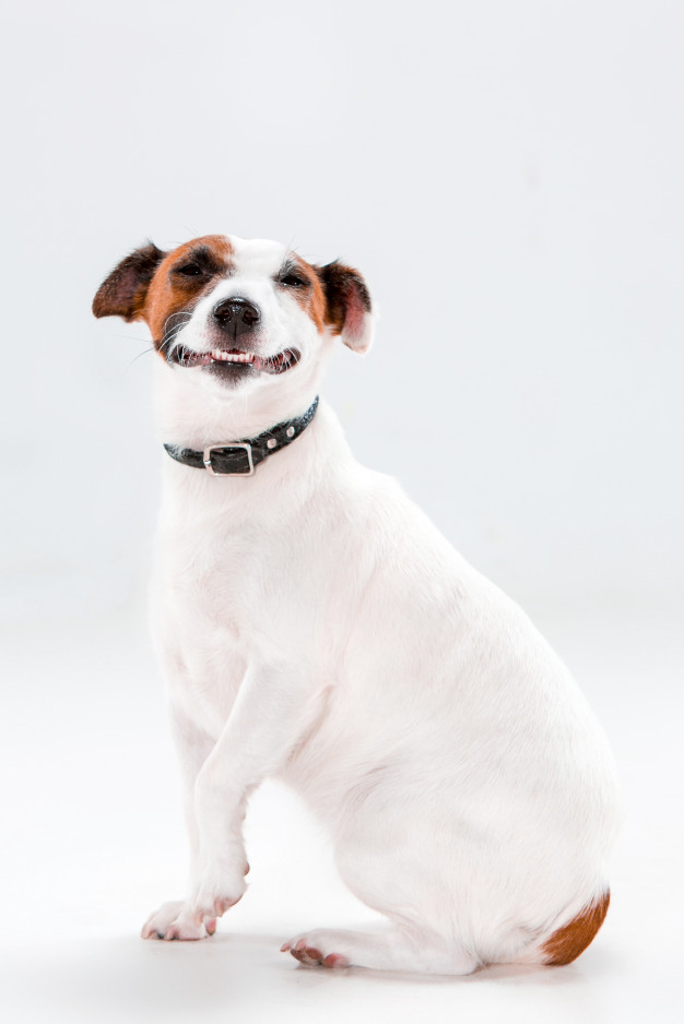 Quelles sont les différences de collier pour chien ?