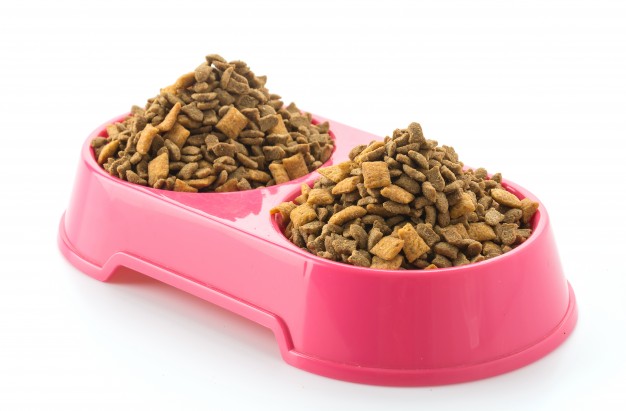 Quelle gamelle pour un chien à l’appétit vorace ?