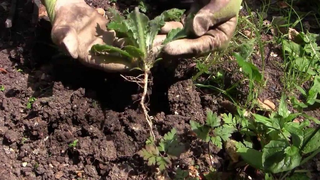 Comment lutter contre les nuisibles au potager ?