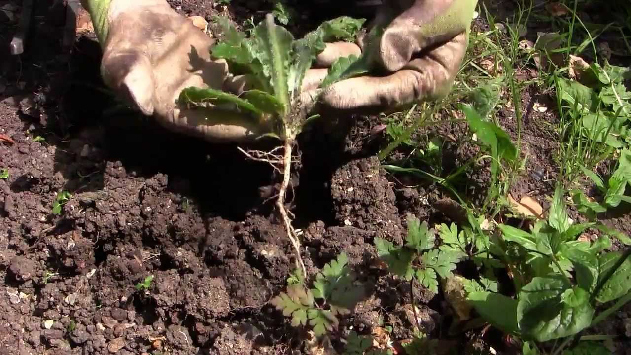 Comment Lutter Contre Les Nuisibles Au Potager Astuces Jardins 6873