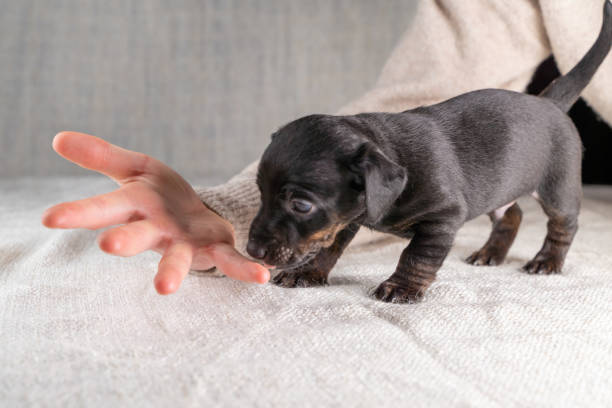 Comment s’occuper d’un chiot de 3 mois ?