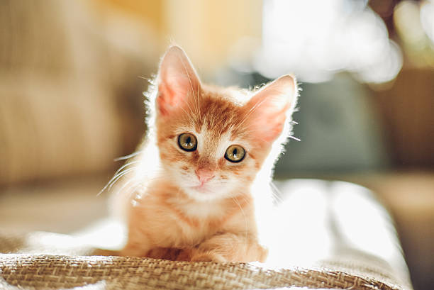 Comment sevrer un chaton sans sa mère ?
