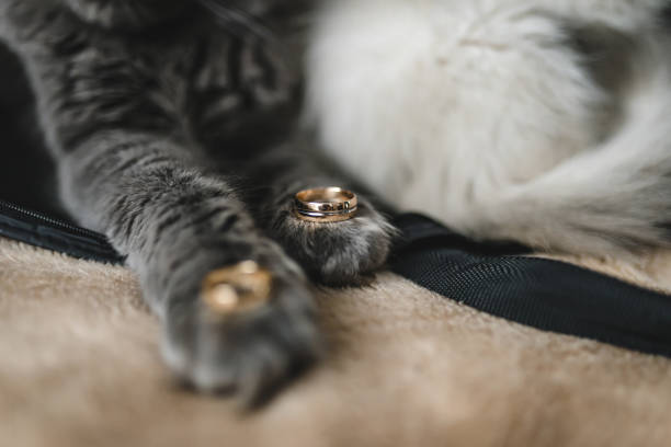 Comment choisir une bague chat ?
