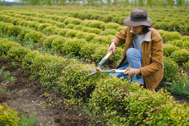 Comment entretenir son jardin en été ?