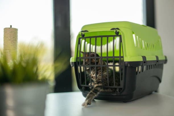 Comment choisir une caisse de transport pour chat ?