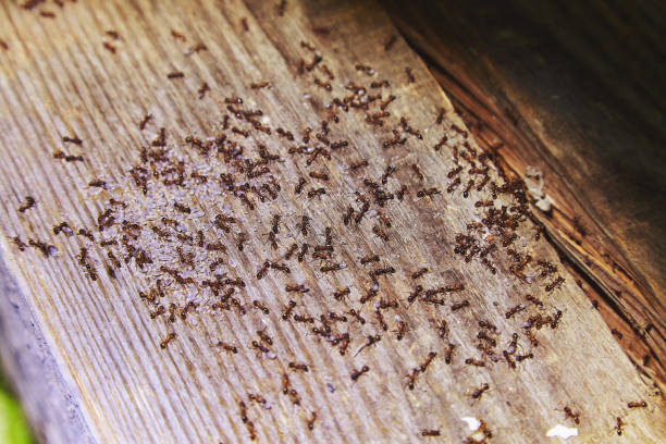 Comment entretenir sa maison pour éviter une invasion de nuisibles ?