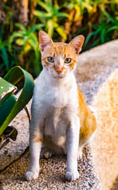 Que donner à manger à un chat stérilisé ?