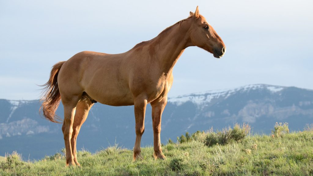 Que faire quand la photosensibilisation apparaît chez le cheval ?