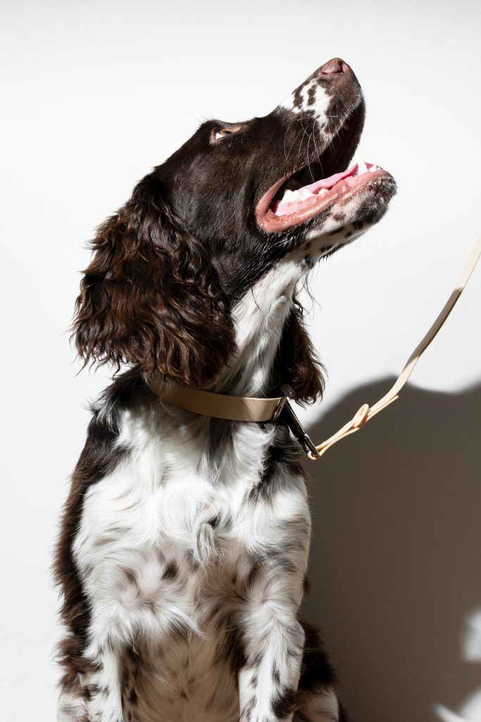 Accessoires pour chien : qualité et prix avantageux à votre portée