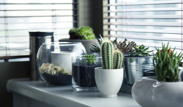 La musique, un outil pour une croissance optimale des plantes ?