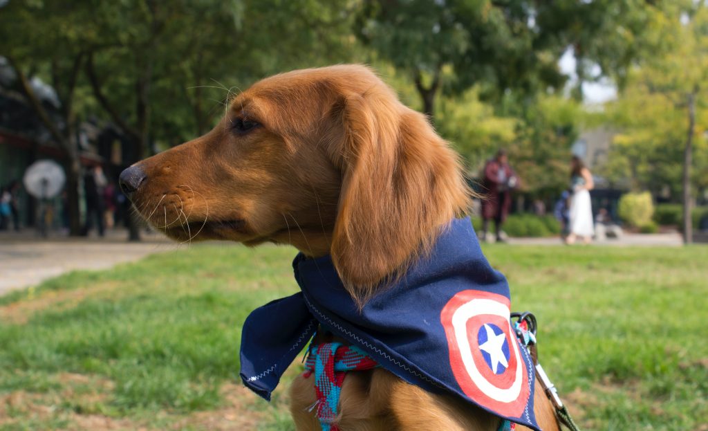 Trouver le déguisement d’Halloween idéal pour votre chien