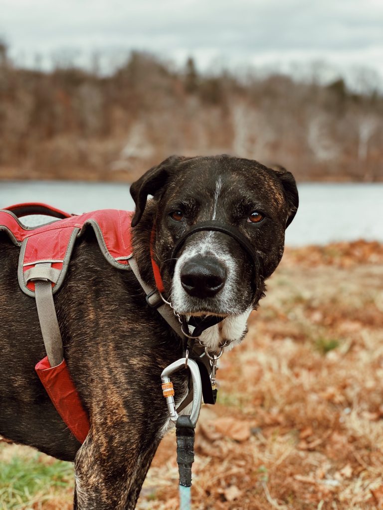 Maîtrisez votre chien avec une laisse anti-traction pour des promenades et sorties canicross sans stress