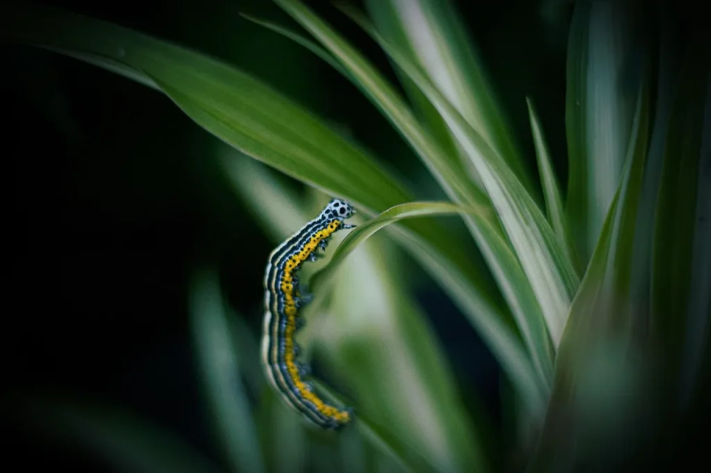 6 façons d'embellir votre jardin tout en préservant la biodiversité