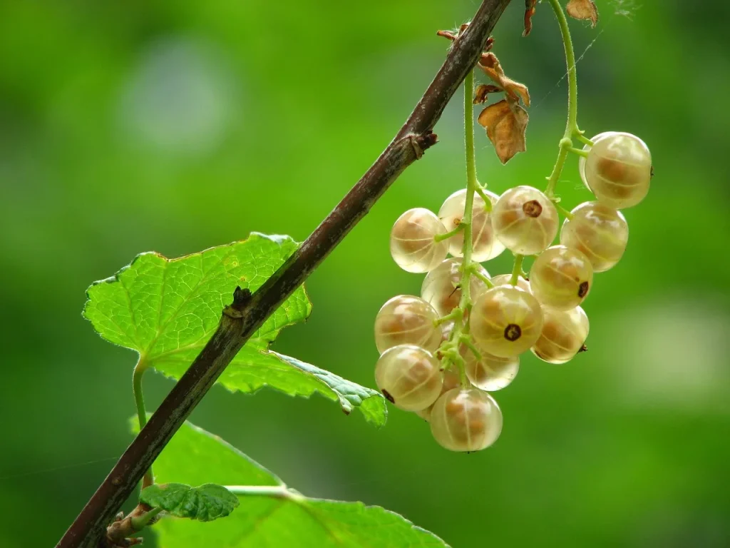5 Astuces pour un Jardin Écologique et Productif