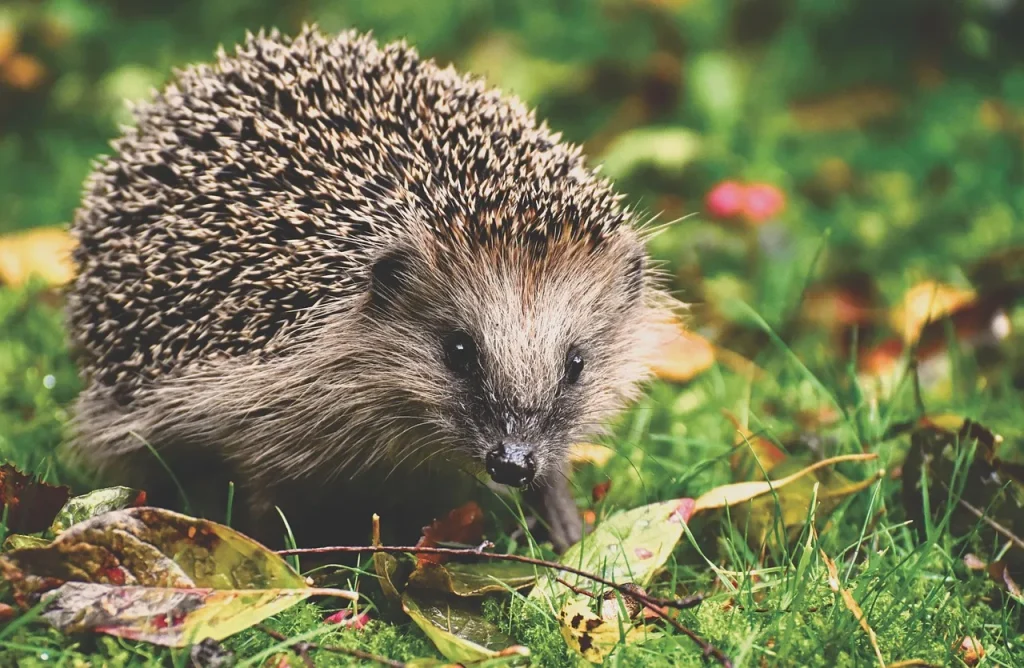 6 façons d'intégrer la nature dans votre cuisine