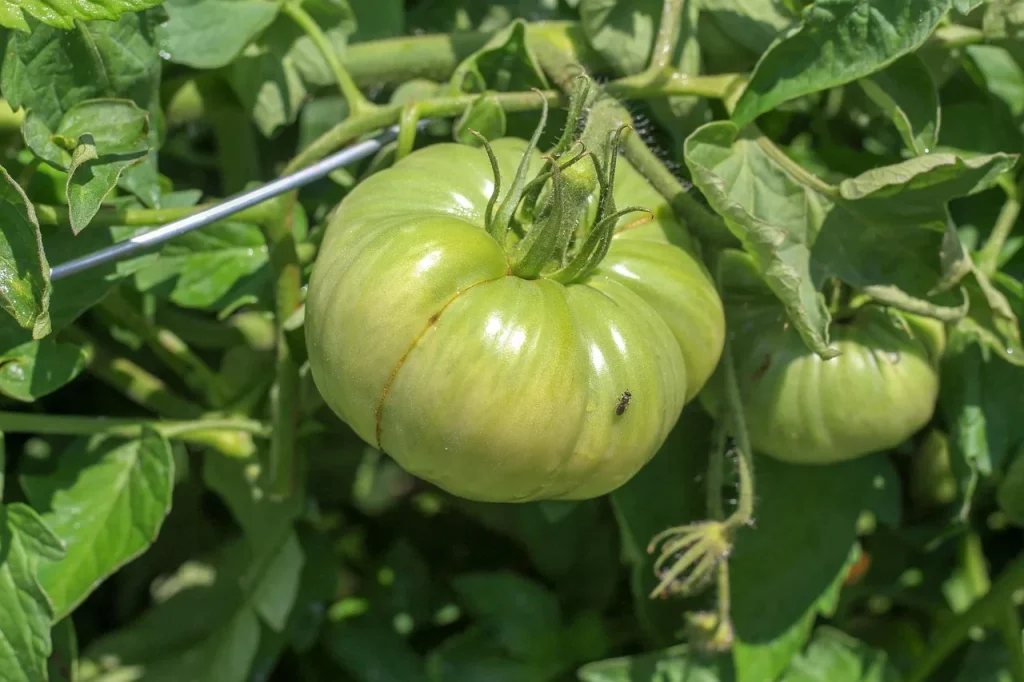 10 astuces pour un jardin écoresponsable toute l'année