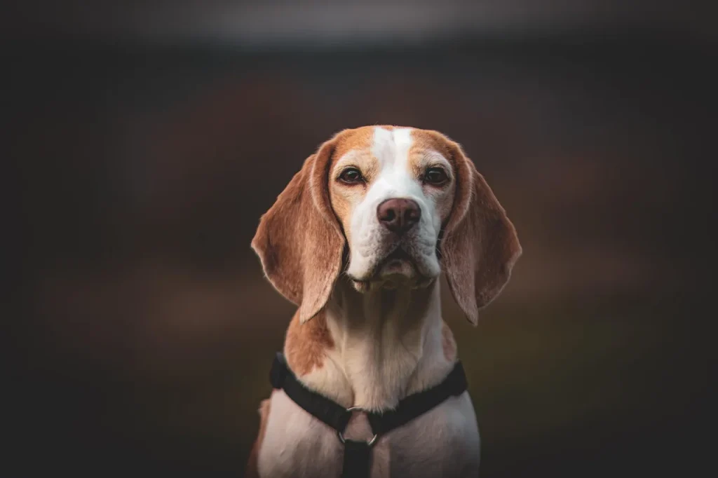 Guide pour intégrer un compagnon animal dans votre jardin