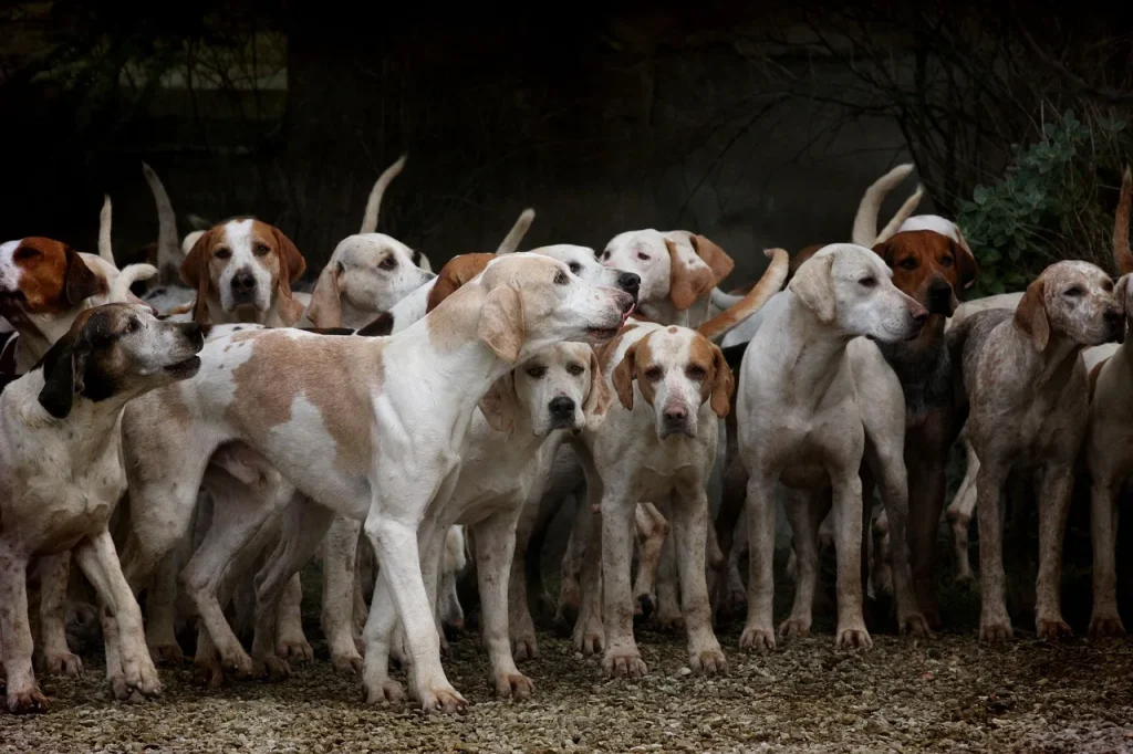 FAQ sur les animaux de compagnie et leur intégration au jardin
