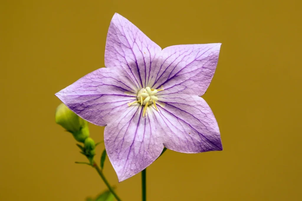 6 façons de rendre votre jardin plus écologique avec la mobilité durable