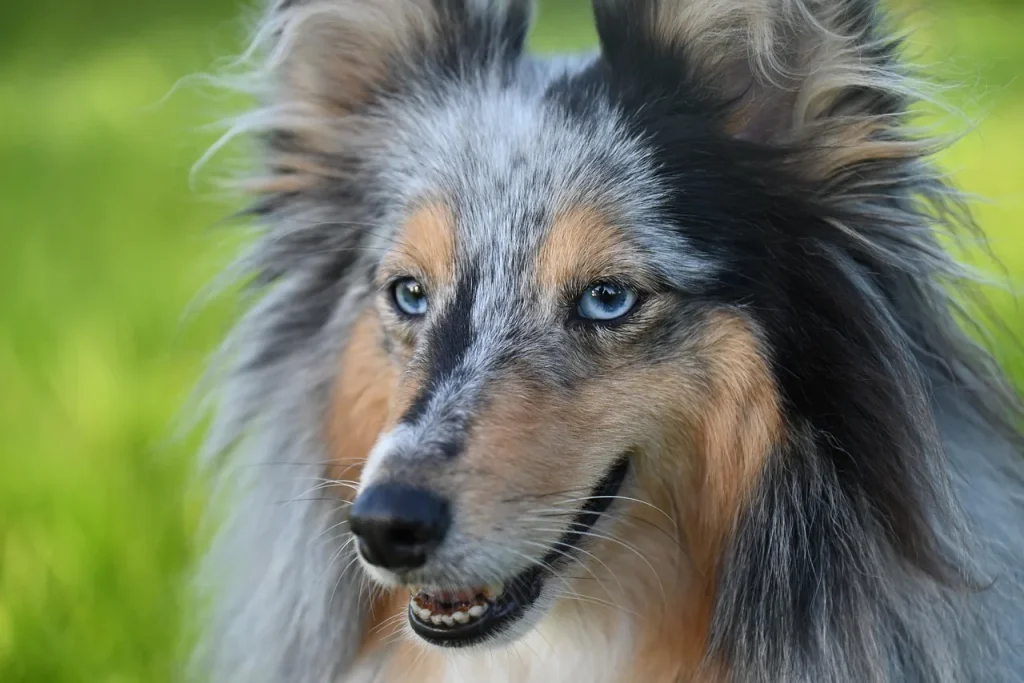 Les meilleures astuces pour accueillir un animal dans le jardin