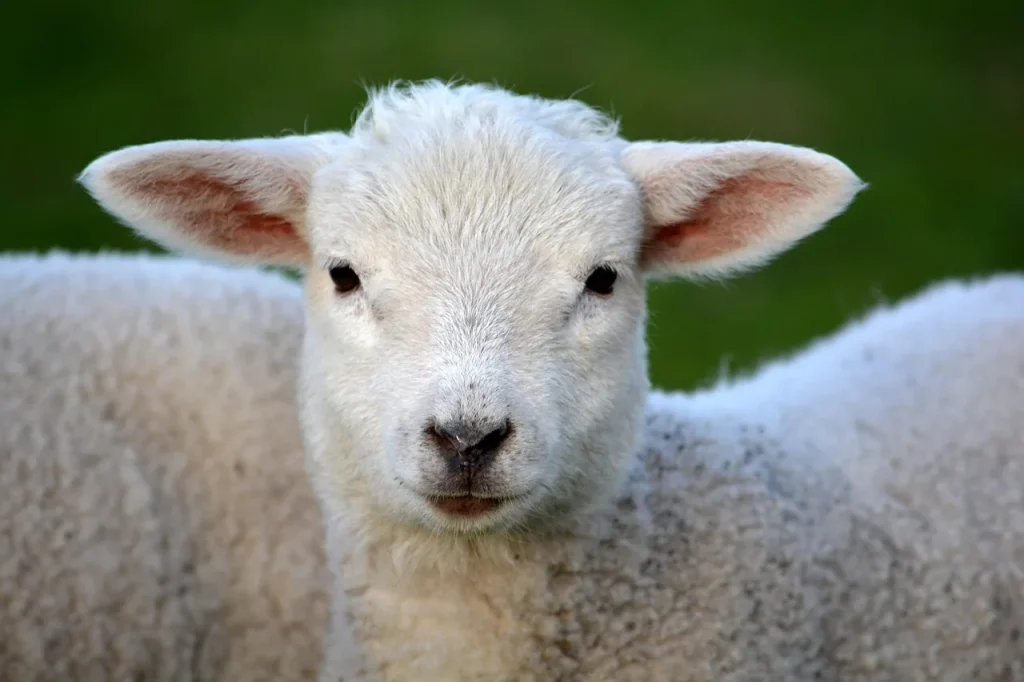 10 façons d'accueillir les animaux de votre jardin au quotidien