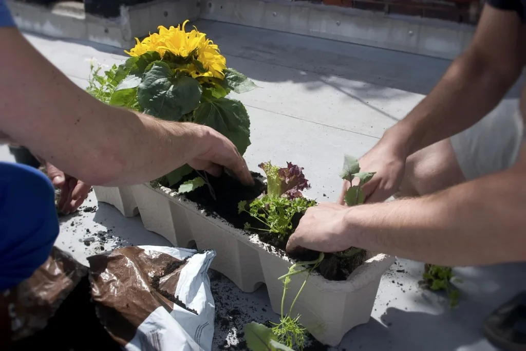 Verdilo Kit : essai concret pour un potager en bac sur balcon